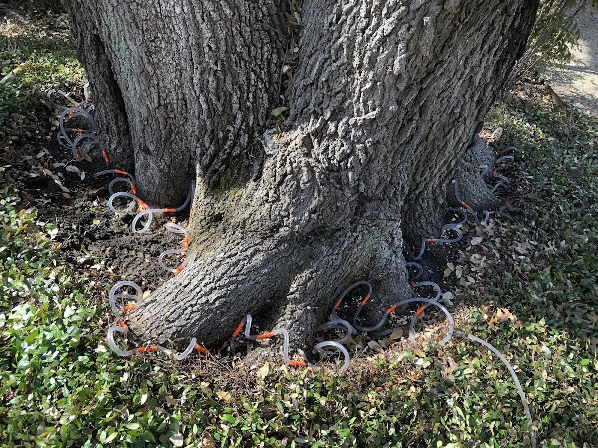 Detailed Tree Cabling and Bracing job site in Deer Island