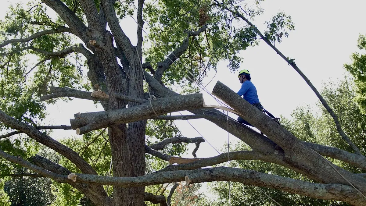 Professional Crown Thinning performed by certified arborists in Deer Island