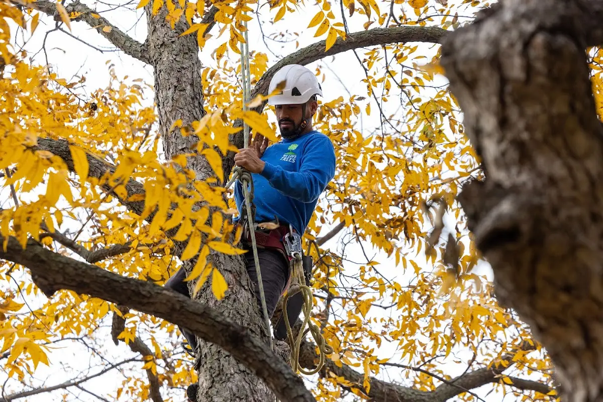 Skilled Tree Pruning crew working in Deer Island